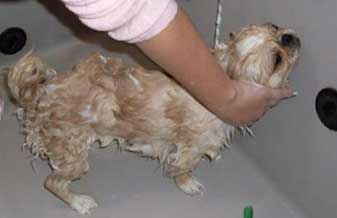 Patas e Bigodes Veterinária & Pet - Foto 1