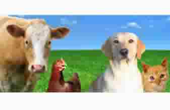 Bichos & Cia - Foto 1