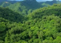 Encantos Amazônicos