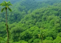 Amazônia, Arqueologia da Floresta